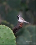 Black-throated-Sparrow;Sparrow;Amphispiza-bilineata;one-animal;close-up;color-im
